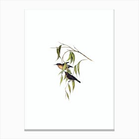 Vintage Obscure Honeyeater Bird Illustration on Pure White n.0116 Canvas Print