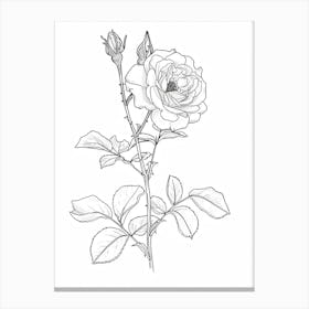 Roses Sketch 27 Canvas Print