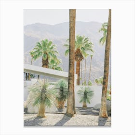 Palm Springs Palms Canvas Print