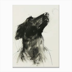 Black Dog Charcoal Line Canvas Print