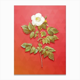 Vintage Leschenault's Rose Botanical Art on Fiery Red n.1141 Canvas Print