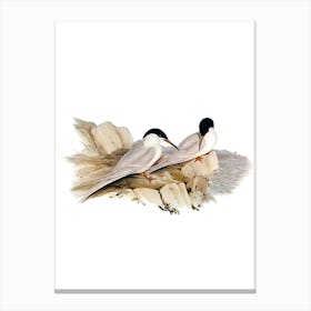 Vintage Graceful Tern Bird Illustration on Pure White n.0469 Canvas Print