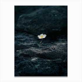 Single Flower On A Rock 7 Canvas Print