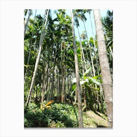 Palm Trees In The Forest Canvas Print