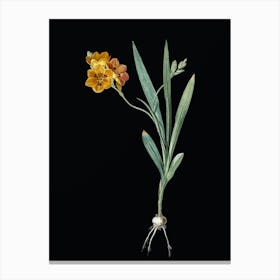 Vintage Ixia Miniata Botanical Illustration on Solid Black n.0013 Canvas Print