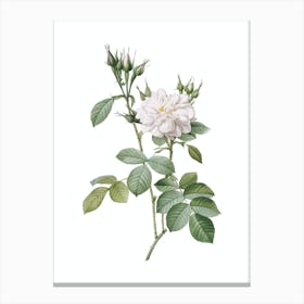 Vintage Autumn Damask Rose Botanical Illustration on Pure White Canvas Print