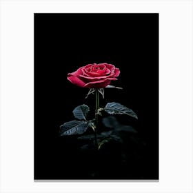 Red Rose On Black Background 43 Canvas Print