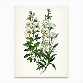 Vintage Botanical Galleria Style Wildflower Painting 47 Canvas Print