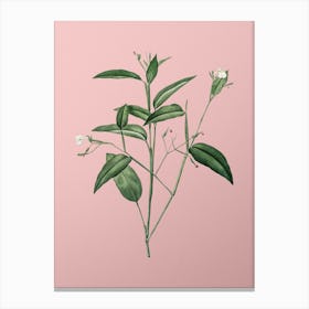 Vintage Maranta Arundinacea Botanical on Soft Pink n.0740 Canvas Print