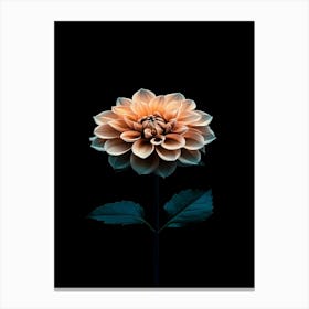 Dahlia 14 Canvas Print