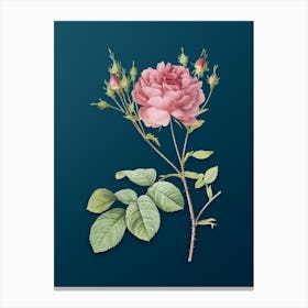 Vintage Pink Cumberland Rose Botanical Art on Teal Blue n.0541 Canvas Print