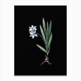Vintage Gladiolus Plicatus Botanical Illustration on Solid Black n.0370 Canvas Print