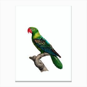 Vintage Great Billed Parrot Bird Illustration on Pure White Canvas Print