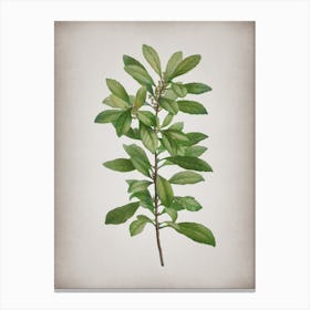 Vintage Firetree Branch Plant Botanical on Parchment n.0911 Canvas Print
