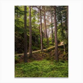 Forest Canvas Print