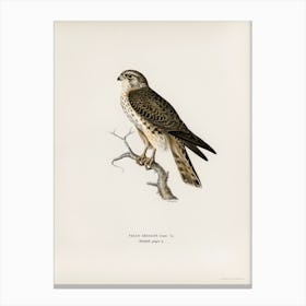 Merlin Female (Falco Aesalon), The Von Wright Brothers 1 Canvas Print