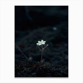 Single Flower In The Dark 69 Canvas Print