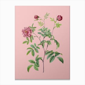 Vintage Cinnamon Rose Botanical on Soft Pink n.0562 Canvas Print