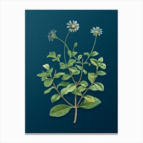 Vintage Blue Marguerite Plant Botanical Art on Teal Blue Canvas Print