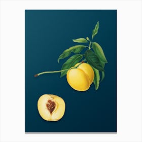 Vintage Yellow Apricot Botanical Art on Teal Blue n.0383 Canvas Print