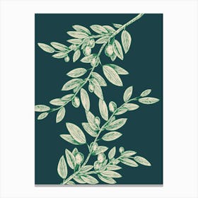 Olive Branch Canvas Print