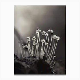 Black And White Mushroom Canvas Print