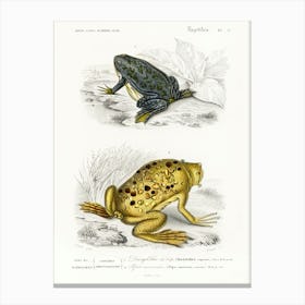 Shrinking Frog (Pseudis Merianae) And Surinam Toad (Pipa Americana), Charles Dessalines D' Orbigny Canvas Print
