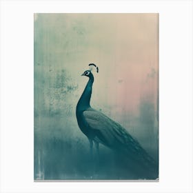 Vintage Turquoise Photo Of A Peacock Profile Canvas Print