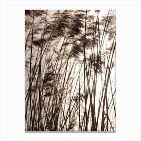 Grasses In The Golden Sunset Canvas Print