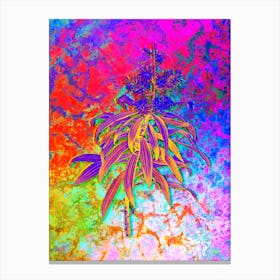 Pleomele Botanical in Acid Neon Pink Green and Blue Canvas Print