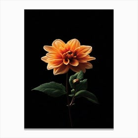 Dahlia 27 Canvas Print