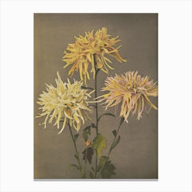 Three Chrysanthemums Canvas Print