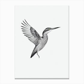 Green Heron B&W Pencil Drawing 1 Bird Canvas Print