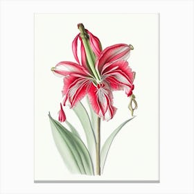 Amaryllis Floral Quentin Blake Inspired Illustration 1 Flower Canvas Print