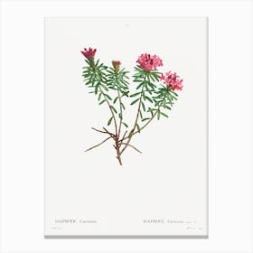Garland Flower, Pierre Joseph Redoute Canvas Print