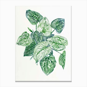 Fittonia Maranta Botanical Line Illustration 4 Canvas Print