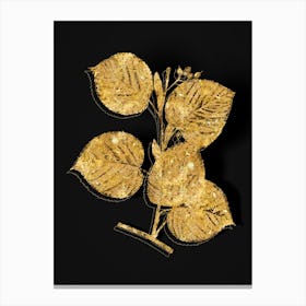 Vintage Linden Tree Branch Botanical in Gold on Black n.0321 Canvas Print