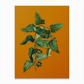 Vintage Common Smilax Botanical on Sunset Orange n.0426 Canvas Print