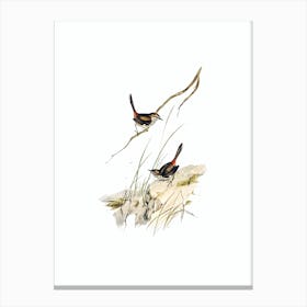 Vintage Cautious Wren Bird Illustration on Pure White n.0045 Canvas Print