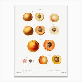 Apricot, Pierre Joseph Redoute 1 Canvas Print