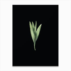 Vintage Autumn Crocus Botanical Illustration on Solid Black n.0916 Canvas Print