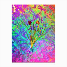 Golden Blue eyed Grass Botanical in Acid Neon Pink Green and Blue Canvas Print