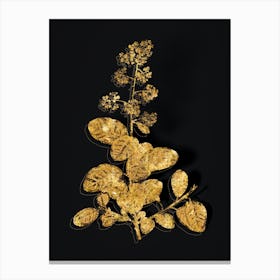 Vintage European Smoketree Botanical in Gold on Black n.0345 Canvas Print