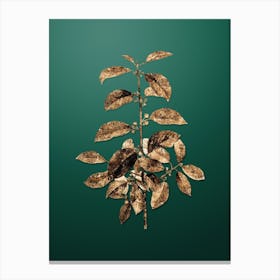 Gold Botanical Alder Buckthorn on Dark Spring Green n.1136 Canvas Print