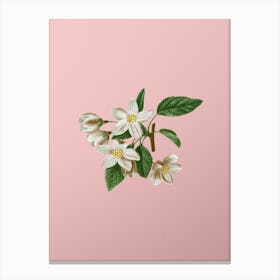 Vintage Crabapple Botanical on Soft Pink n.0280 Canvas Print