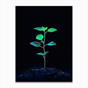 Young Plant In The Dark 11 Canvas Print