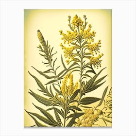 Goldenrod 1 Floral Botanical Vintage Poster Flower Canvas Print