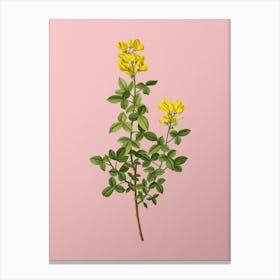 Vintage Common Cytisus Botanical on Soft Pink n.0601 Canvas Print