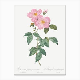Single Tea Scented Rose Vintage Canvas Print