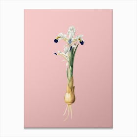 Vintage Iris Persica Botanical on Soft Pink n.0167 Canvas Print